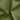 Plain Green Cotton Trousers